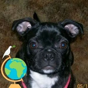 Meet your Posher, Arnold